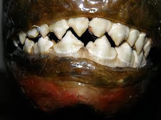 Green Tiger Manuel's Piranha Serrasalmus Manuelli 10cm - Image 8