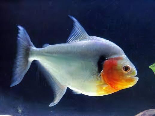 Green Tiger Manuel's Piranha Serrasalmus Manuelli 10cm - Image 3