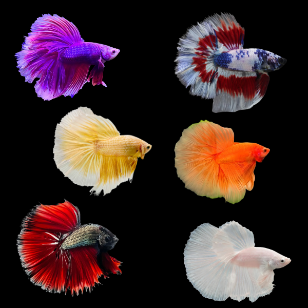 Half Moon Betta Assorted Male 3cm