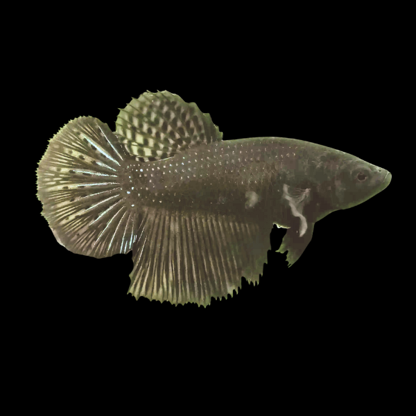 Half Moon Betta Female Black 3cm