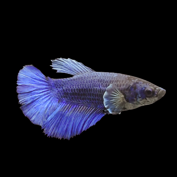 Half Moon Betta Female Blue 3cm