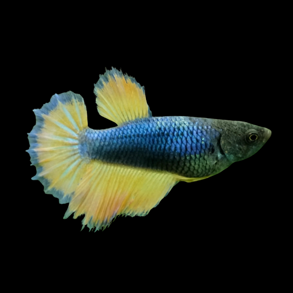 Half Moon Betta Female Mustard Gas 3cm