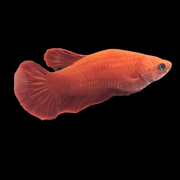 Half Moon Betta Female Orange Base 3cm