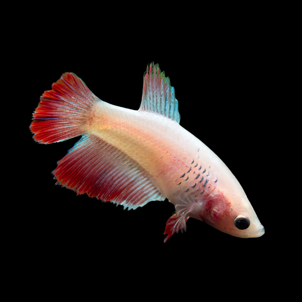 Half Moon Betta Female Pink Base 3cm