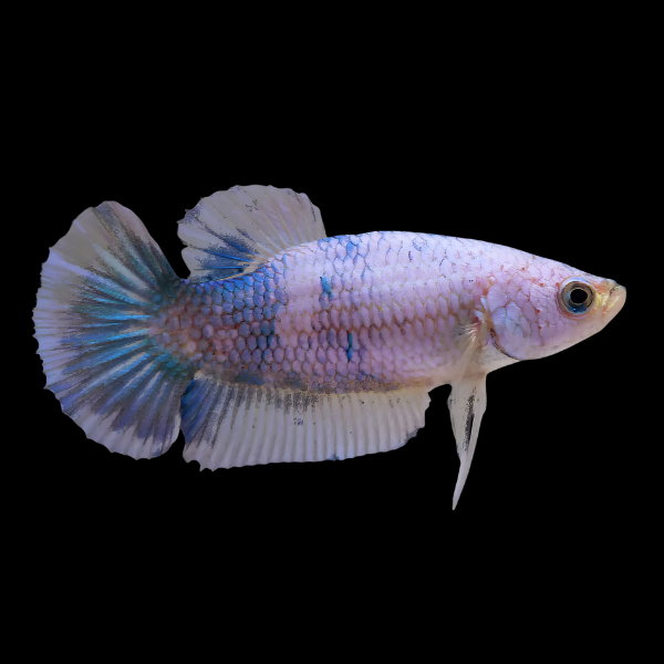 Half Moon Betta Female White Base 3cm