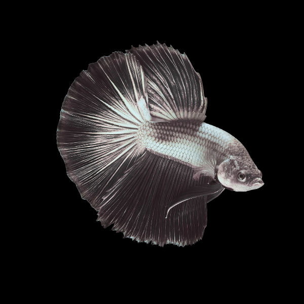 Half Moon Betta Male Black Base 3cm
