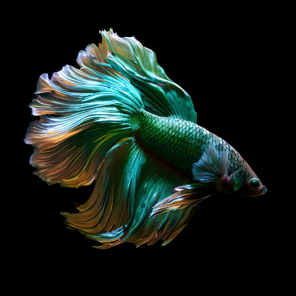 Half Moon Betta Male Green Base 3cm