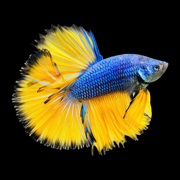 Half Moon Betta Male Mustard Gas 3cm