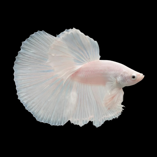 Half Moon Betta Male Platinum 3cm