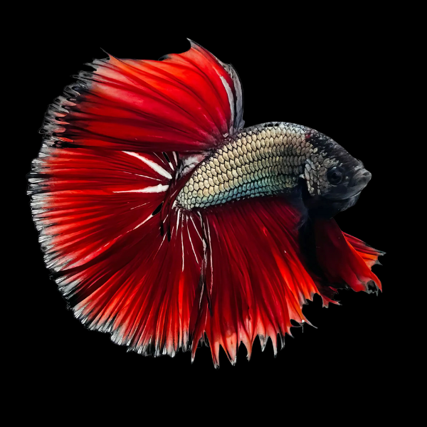 Half Moon Betta Male Red Base 3cm