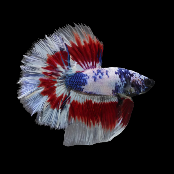 Half Moon Betta Male Tri Colour 3cm