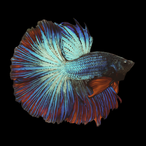 Half Moon Betta Male Turquoise Base 3cm