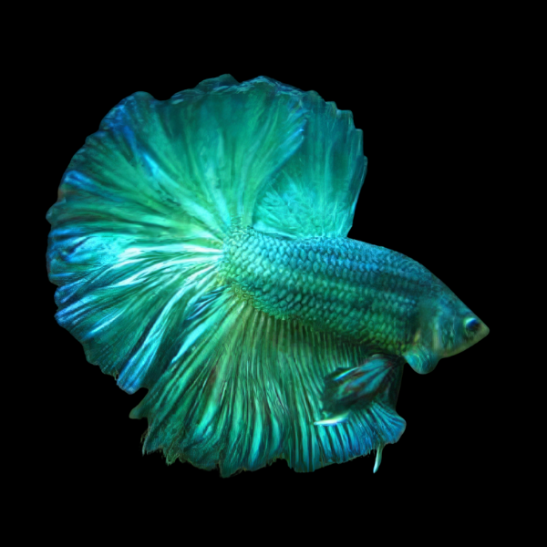 Half Moon Betta Male Turquoise 3cm