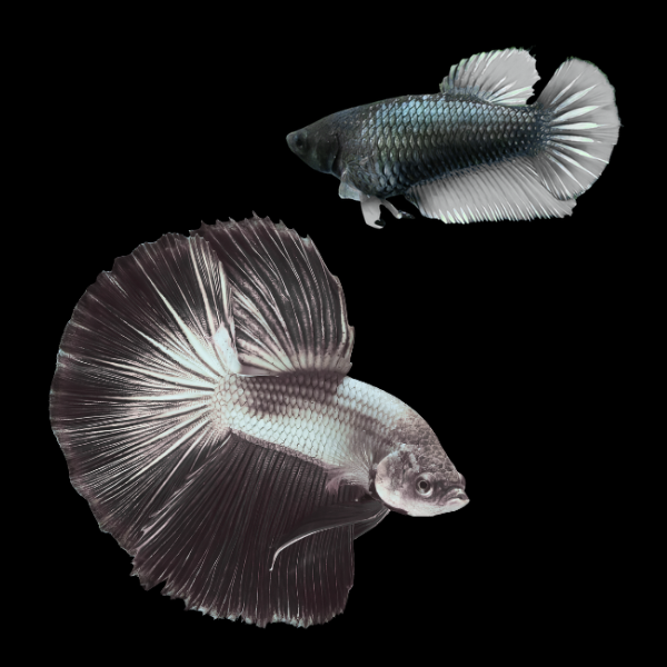 Half Moon Betta Pair Male & Female Black Base 3cm