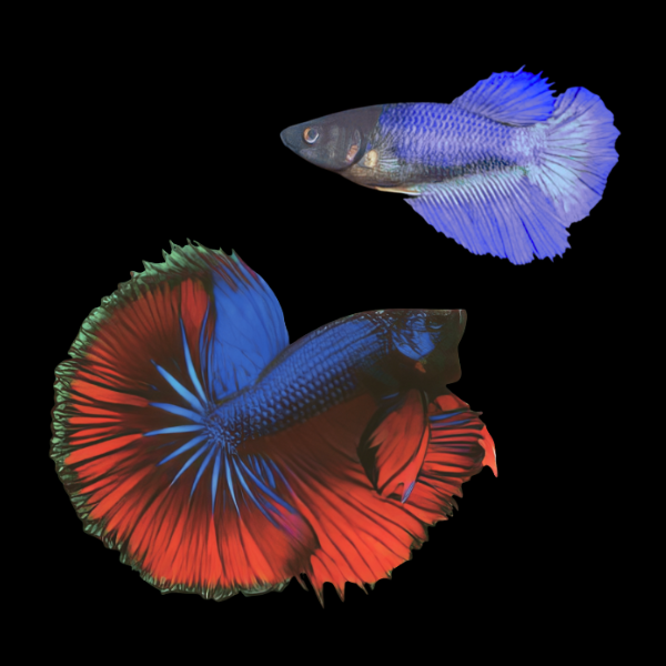 Half Moon Betta Pair Male & Female Blue Base 3cm