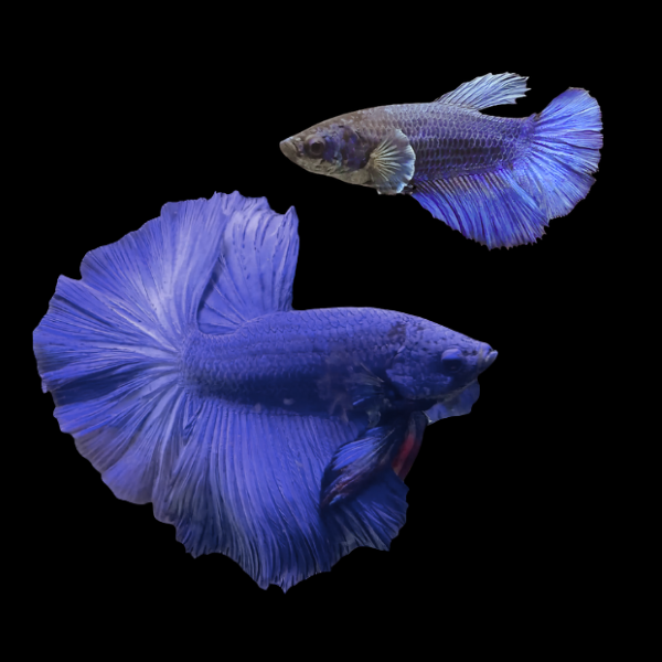 Half Moon Betta Pair Male & Female Blue 3cm