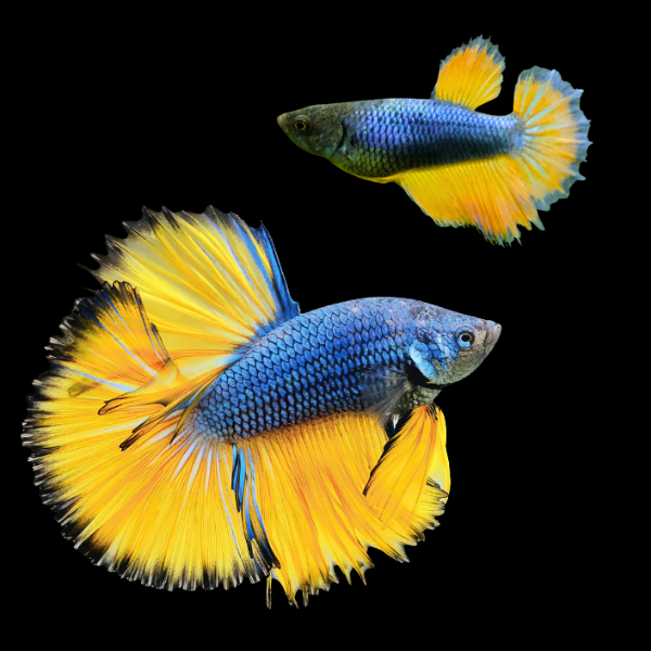 Half Moon Betta Pair Male & Female Mustard Gas 3cm
