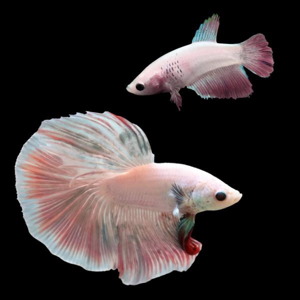 Half Moon Betta Pair Male & Female Pink Base 3cm