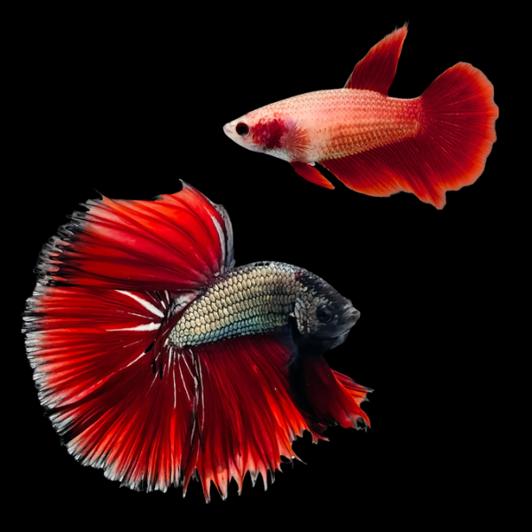 Half Moon Betta Pair Male & Female Red Base 3cm