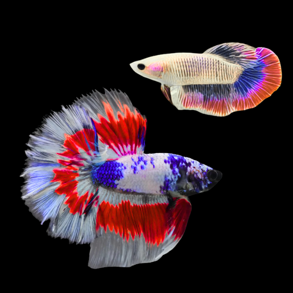 Half Moon Betta Pair Male & Female Tri Colour 3cm