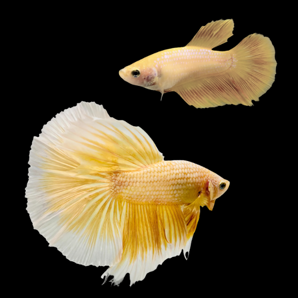Half Moon Betta Pair Male & Female Yellow Base 3cm