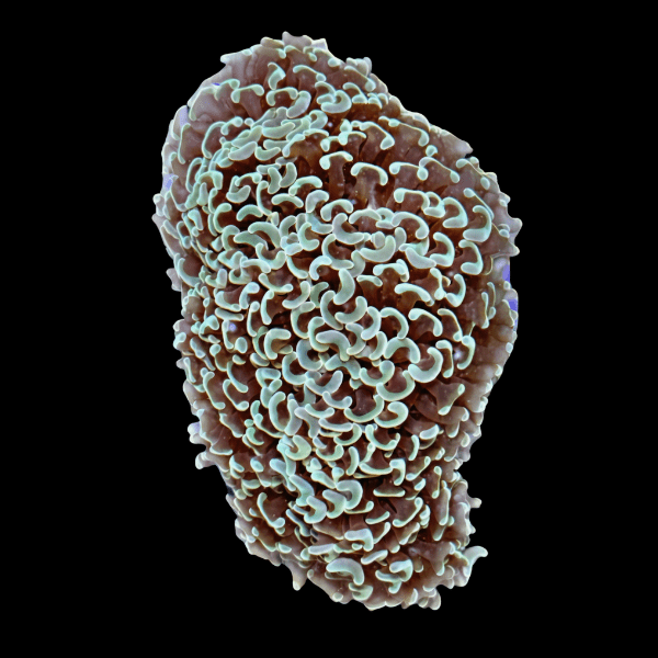 Hammer Wall Mint Green Hard Coral Euphyllia