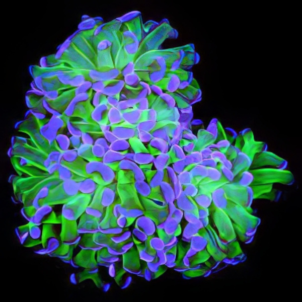 Hammerhead Branched Hard Coral Euphyllia Sp