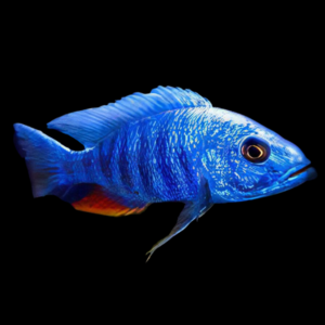 Haplochromis Ahli Electric Blue Malawi African Cichlid
