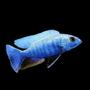 Haplochromis Ahli Iceberg Blue Malawi African Cichlid