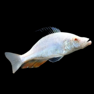 Haplochromis Albino Compressiceps Malawi African Cichlid