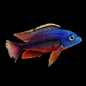 A1 Haplochromis Boadzulu Red Empress Malawi African Cichlid 12cm – Auction
