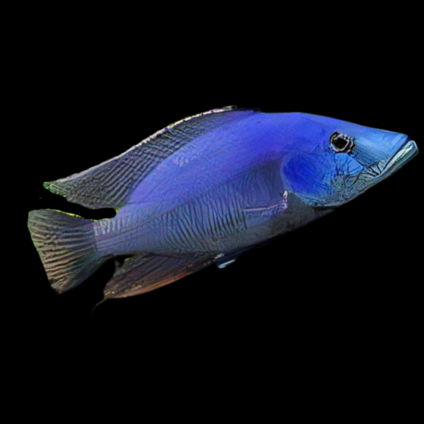 Haplochromis Compressiceps Malawi African Cichlid