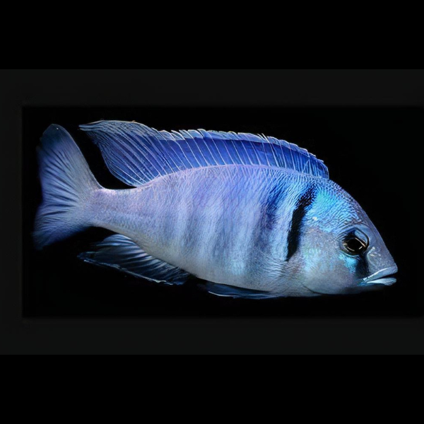 Haplochromis Electra Electric Blue Malawi African Cichlid