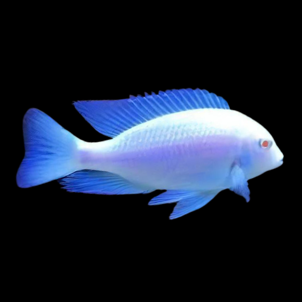 A1 Haplochromis Moorii Albino Blue Dolphin Malawi African Cichlid 12cm – Auction