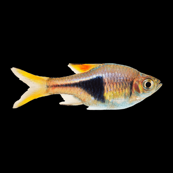 Harlequin Rasbora Tetra Trigonostigma Heteromorpha 2cm