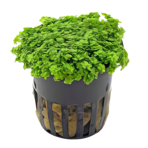 Five Potted Plants Cuba Dwarf Baby Tears Plant Hemianthus Callitrichoides