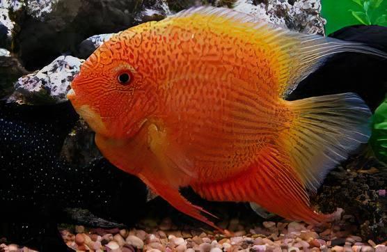 Red Spotted Gold Severum Cichlid Heros Efasciatus 5cm - Image 5