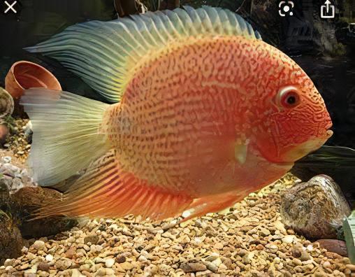 Red Spotted Gold Severum Cichlid Heros Efasciatus 5cm - Image 6