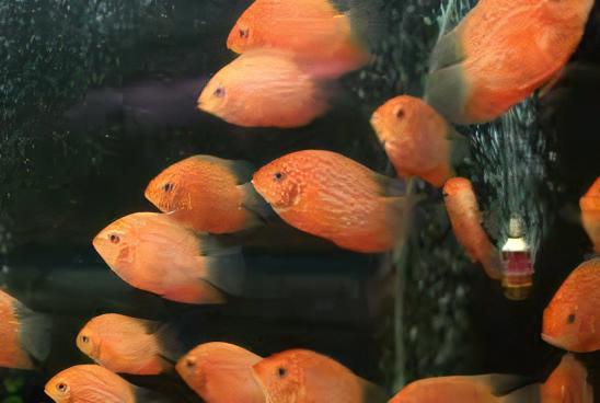 Red Spotted Gold Severum Cichlid Heros Efasciatus 5cm - Image 8