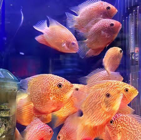 Red Spotted Gold Severum Cichlid Heros Efasciatus 5cm - Image 9