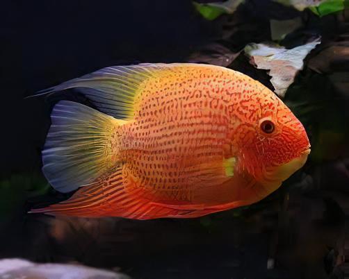 Red Spotted Gold Severum Cichlid Heros Efasciatus 5cm - Image 4