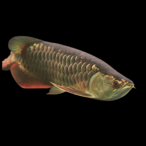 A1 Malaysian High Back Red Tail Gold Arowana Scleropages Formosus 20cm – Auction