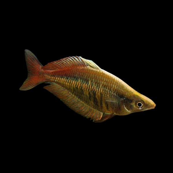 Highlands Rainbow Fish Chilatherina Campsi - 5cm