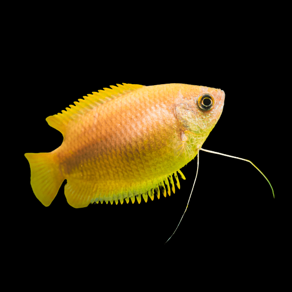 Golden Honey Gourami Trichogaster Chuna 5cm