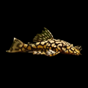 Honeycomb Bristlenose Ancistrus Wabenmuster 3cm