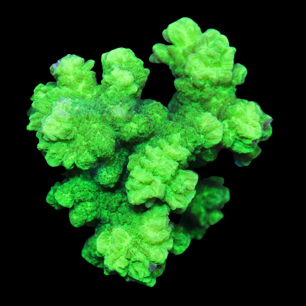 Horn Hard Coral Hydnophora Sp