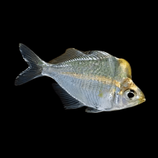 Humphead Glass Fish Perchlet Parambassis Pulcinella 8cm