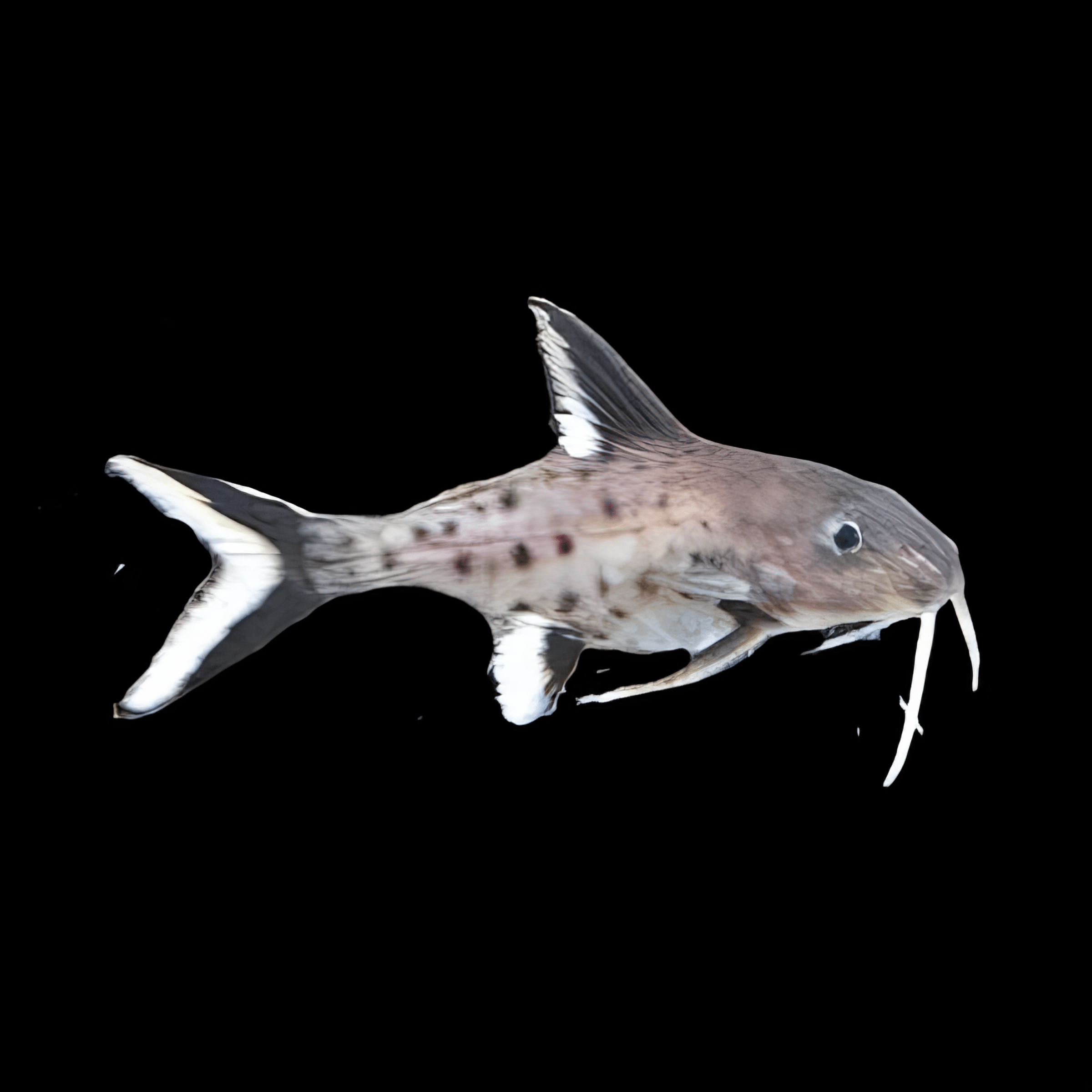 Hybrid Catfish Synodontis Granulosus x Schoutedeni 3cm