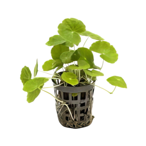 Five Potted Plants Brazilian Pennywort Plant Hydrocotyle Leucocephala