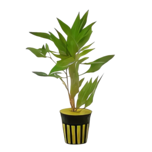 Five Potted Plants Willow Hygro Plant Hygrophila Angustifolia